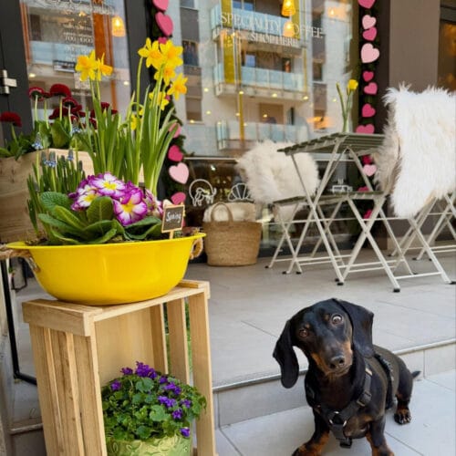 Tacskó tavaszi virágok között a Zuzu cafe&bakery teraszán