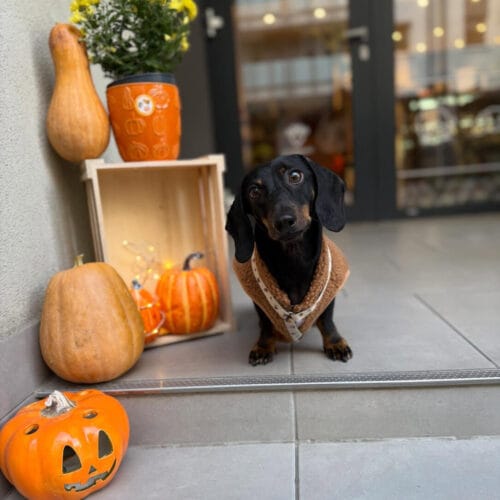 Tacskó kendővel, tökök és faláda között a Zuzu cafe&bakery teraszán